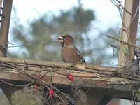 P1110318.webp
