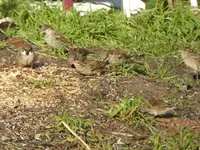 P1110443.webp
