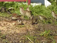 P1110444.webp