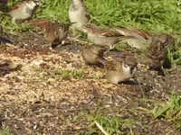 P1110448.webp