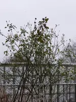 P1080265Schneewittchen.jpg