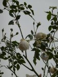 P1080266Schneewittchen.jpg