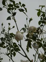 P1080266Schneewittchen.webp