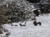 P1080263.webp
