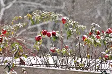 Kletterrosen.webp