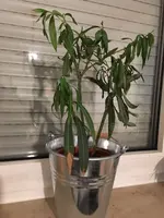 IMG-20171209-WA0004.webp