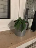 IMG-20171209-WA0003.webp