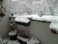 Amsel im Schnee.webp