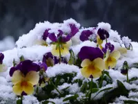 P1080289.webp