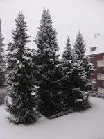 P1080279.webp