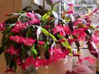 Weihnachtskaktus.webp