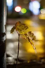 _MG_0730.webp
