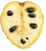 Cherimoya.webp