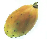 Feigenkaktus.webp