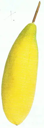 Gelbe Frucht.webp