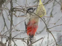 DSCN0230.webp