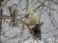 DSCN0225.webp