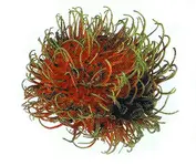 Rambutan.webp