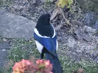Elster1image005.webp