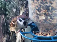 Spatz.webp