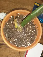 IMG_20171214_071608.webp