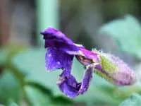 Blaukissen.webp