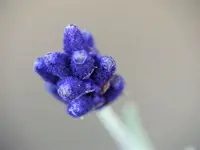 Lavendel.webp