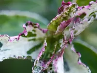 Wie heißt das.webp