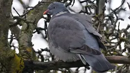 Taube oben.webp