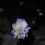 2017wntr7.webp
