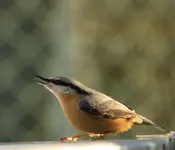 Kleiber gr.webp
