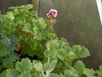 P1020197im Gwh.webp P1020197im Gwh.webp