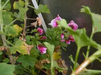 P1020196im GWH.webp P1020196im GWH.webp