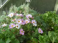 P1020195im GWH.webp P1020195im GWH.webp