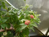 P1020194im GWH.webp P1020194im GWH.webp