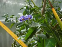 P1020193im GWH.webp P1020193im GWH.webp