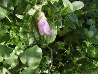 P1020192malve.webp P1020192malve.webp