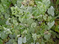 P1020191malve.webp P1020191malve.webp