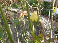 P1020190rose.webp P1020190rose.webp