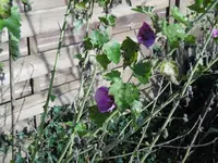 P1020189malve.webp P1020189malve.webp