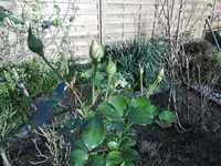 P1020188Die rosen.webp P1020188Die rosen.webp