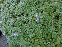 P1020208Steingewächs.jpg
