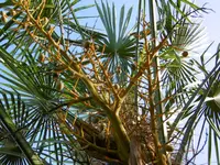 P1020207die W. Hanfpalme.webp P1020207die W. Hanfpalme.webp