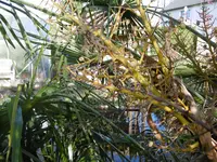 P1020206die W. Hanfpalme.jpg