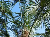 P1020204die W. Hanfpalme.webp P1020204die W. Hanfpalme.webp