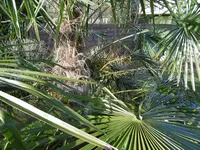 P1020203die W. Hanfpalme.webp P1020203die W. Hanfpalme.webp