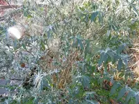 P1020202sommerflieder.webp P1020202sommerflieder.webp