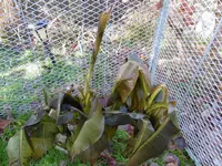 P1020201die Bananenpflanze.webp P1020201die Bananenpflanze.webp