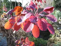 P1020200Der Perrückenstrauch.webp P1020200Der Perrückenstrauch.webp