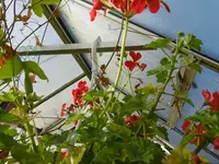 P1020199im GWH.webp P1020199im GWH.webp